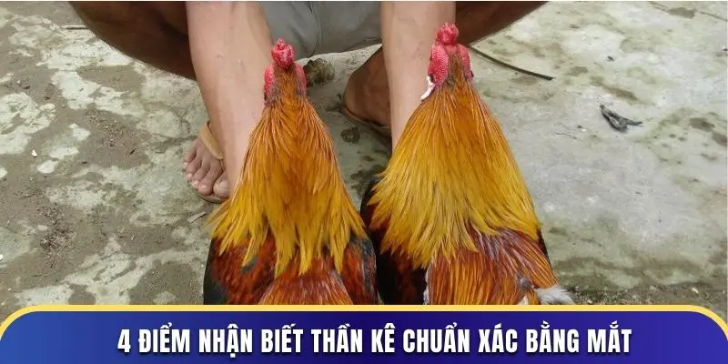 4 điểm nhận biết thần kê chuẩn xác bằng mắt