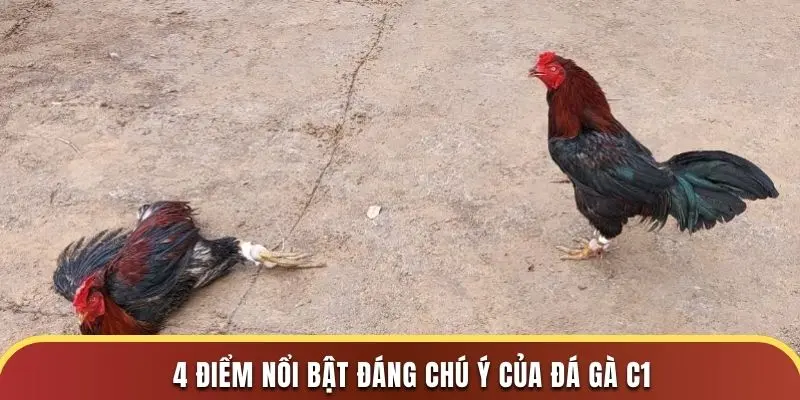 4 điểm nổi bật đáng chú ý của đá gà c1