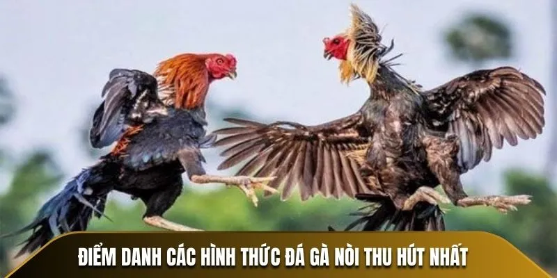 Điểm danh các hình thức đá gà nòi thu hút nhất