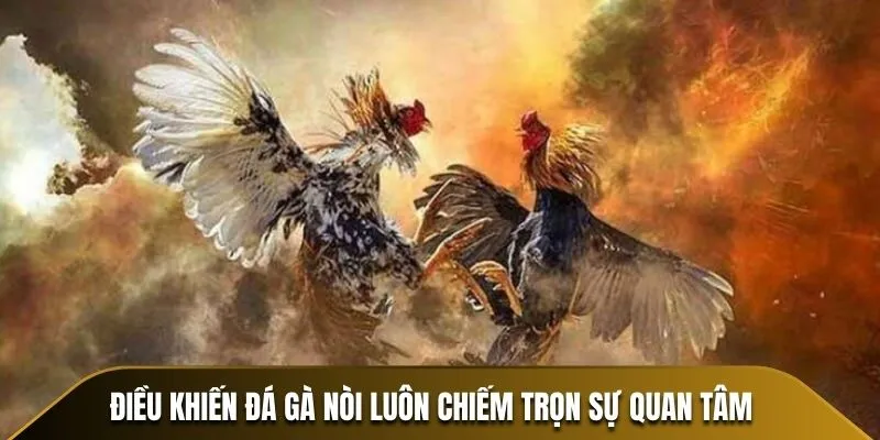 Điều khiến đá gà nòi luôn chiếm trọn sự quan tâm