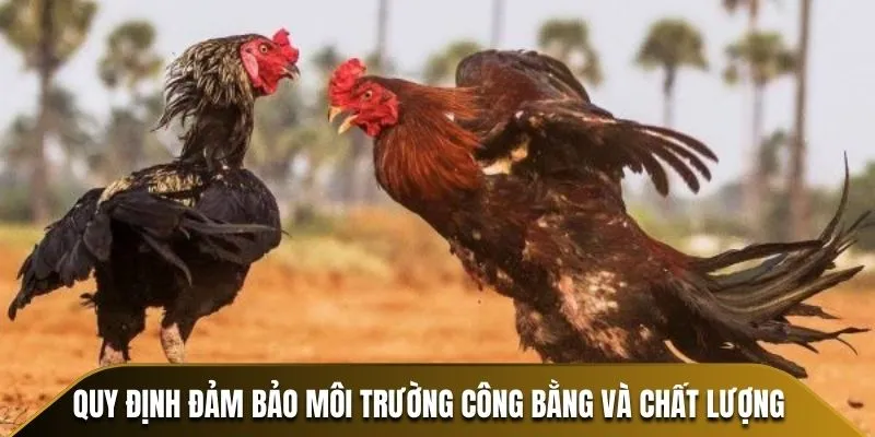 Quy định đảm bảo môi trường công bằng và chất lượng