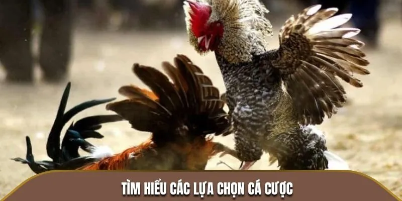 Tìm hiểu các lựa chọn cá cược