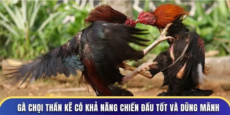 Gà chọi thần kê có khả năng chiến đấu tốt và dũng mãnh