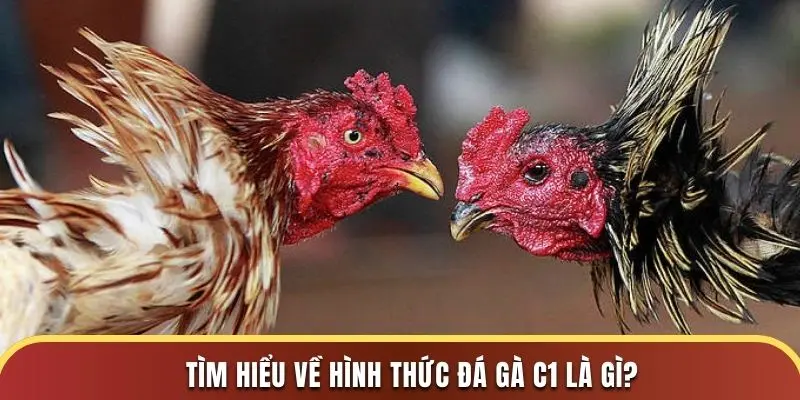 Tìm hiểu về hình thức đá gà C1 là gì?